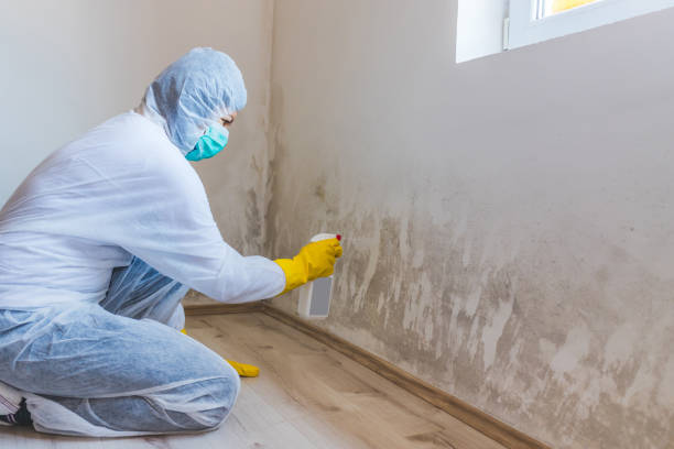 Licensed Commercial Mold Remediation service in Bellwood, PA - WQB Mold Removal